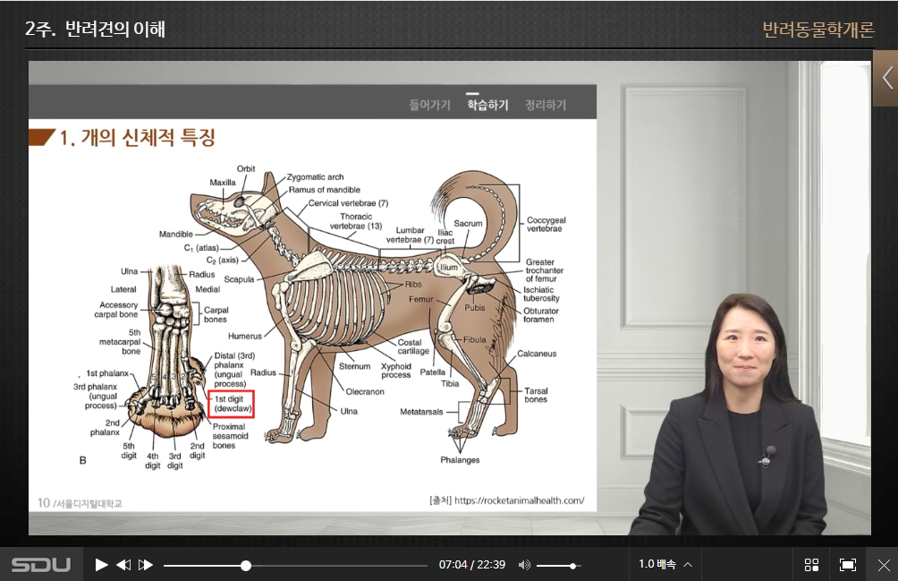 반려동물학개론 강의 스크린샷